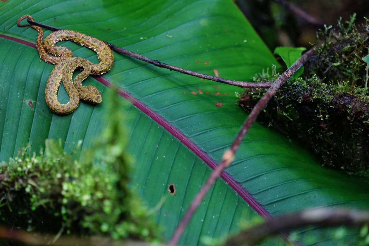 Arenal Volcano National Park Hike