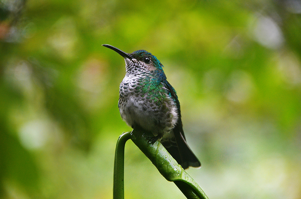 La Fortuna Waterfall Hike