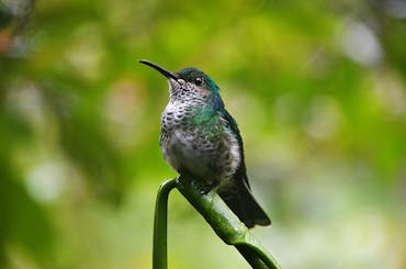 Tour de Observación de Aves