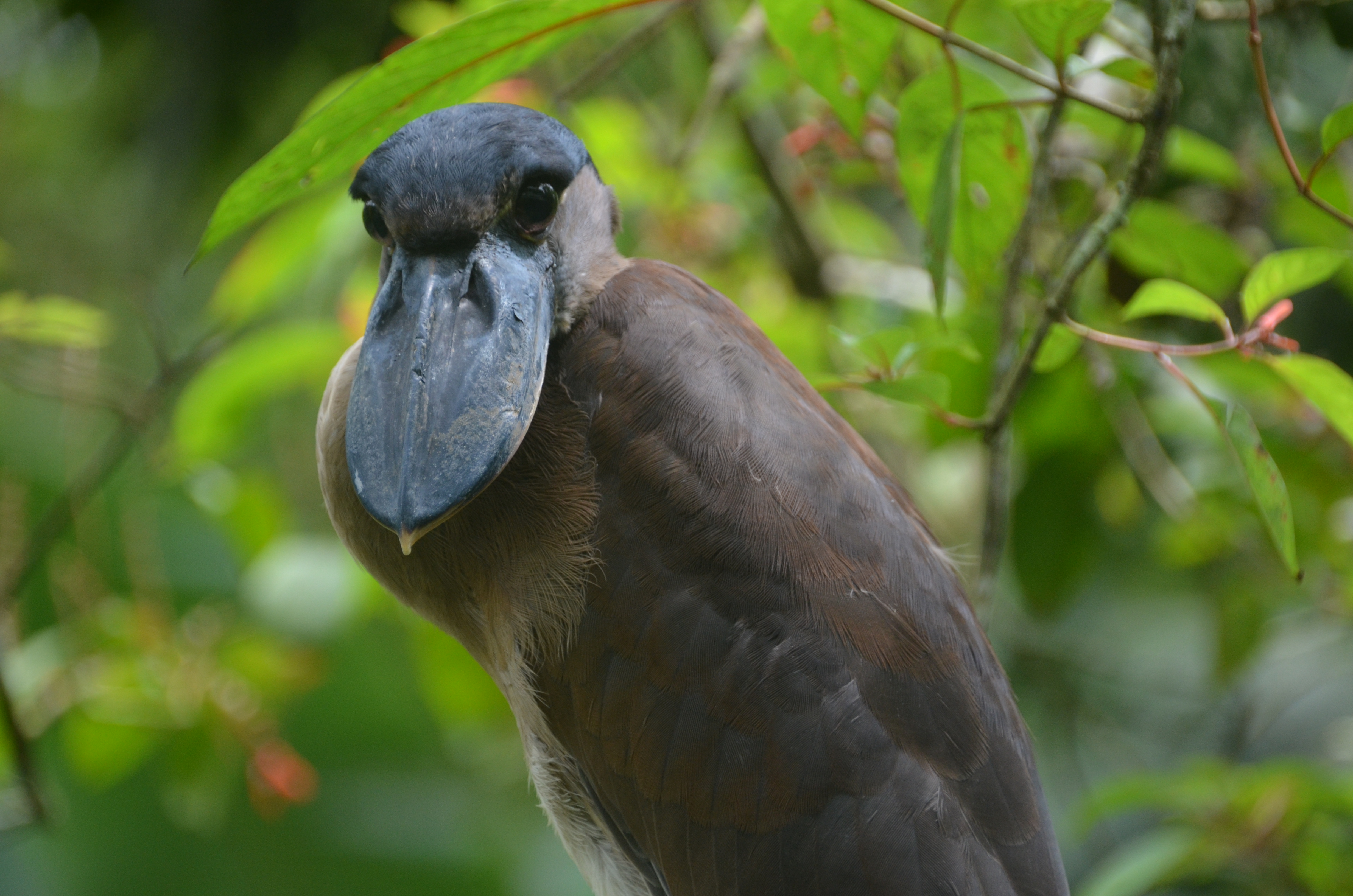Bird watching guided tours