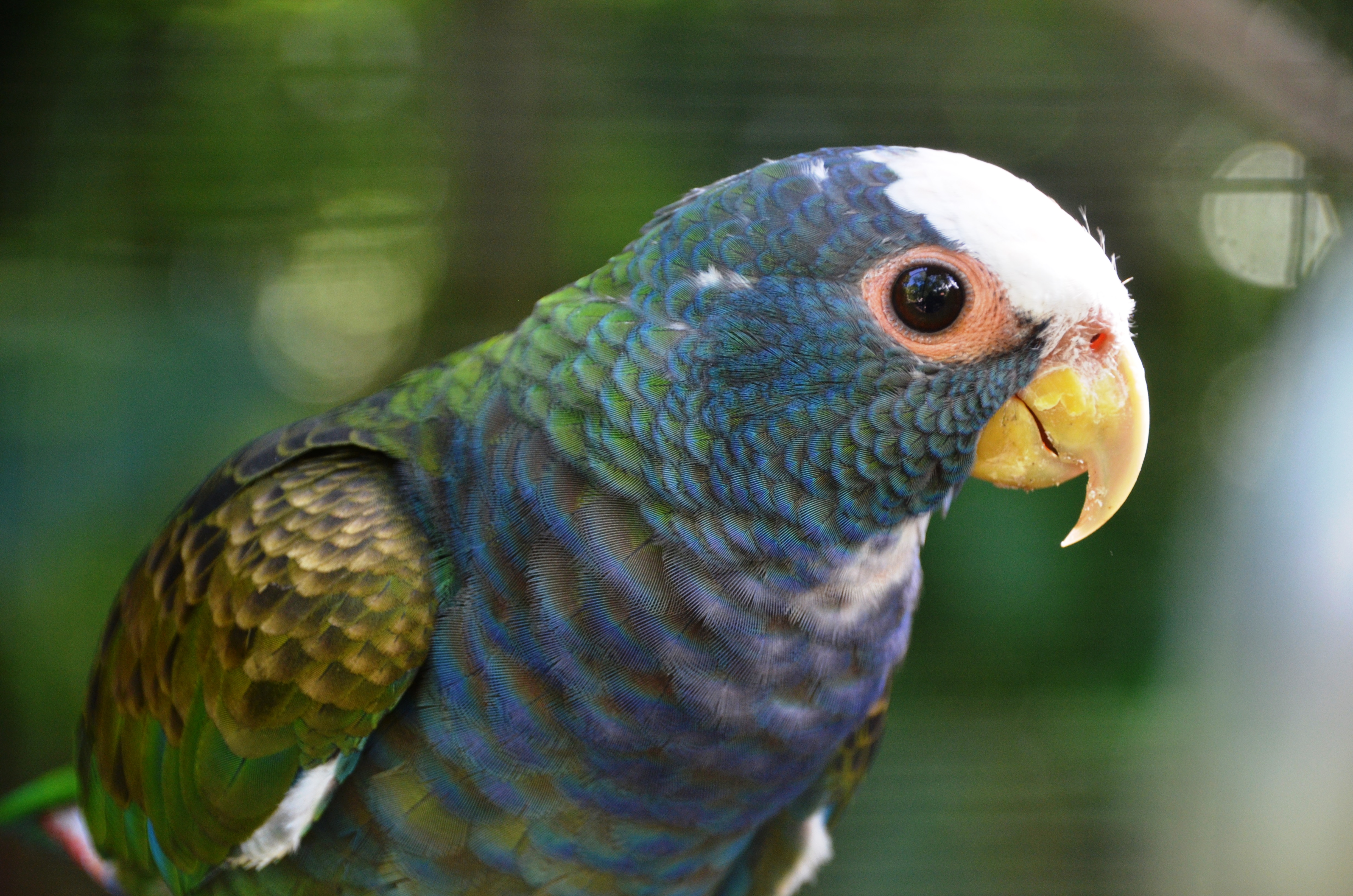 Bird watching guided tours