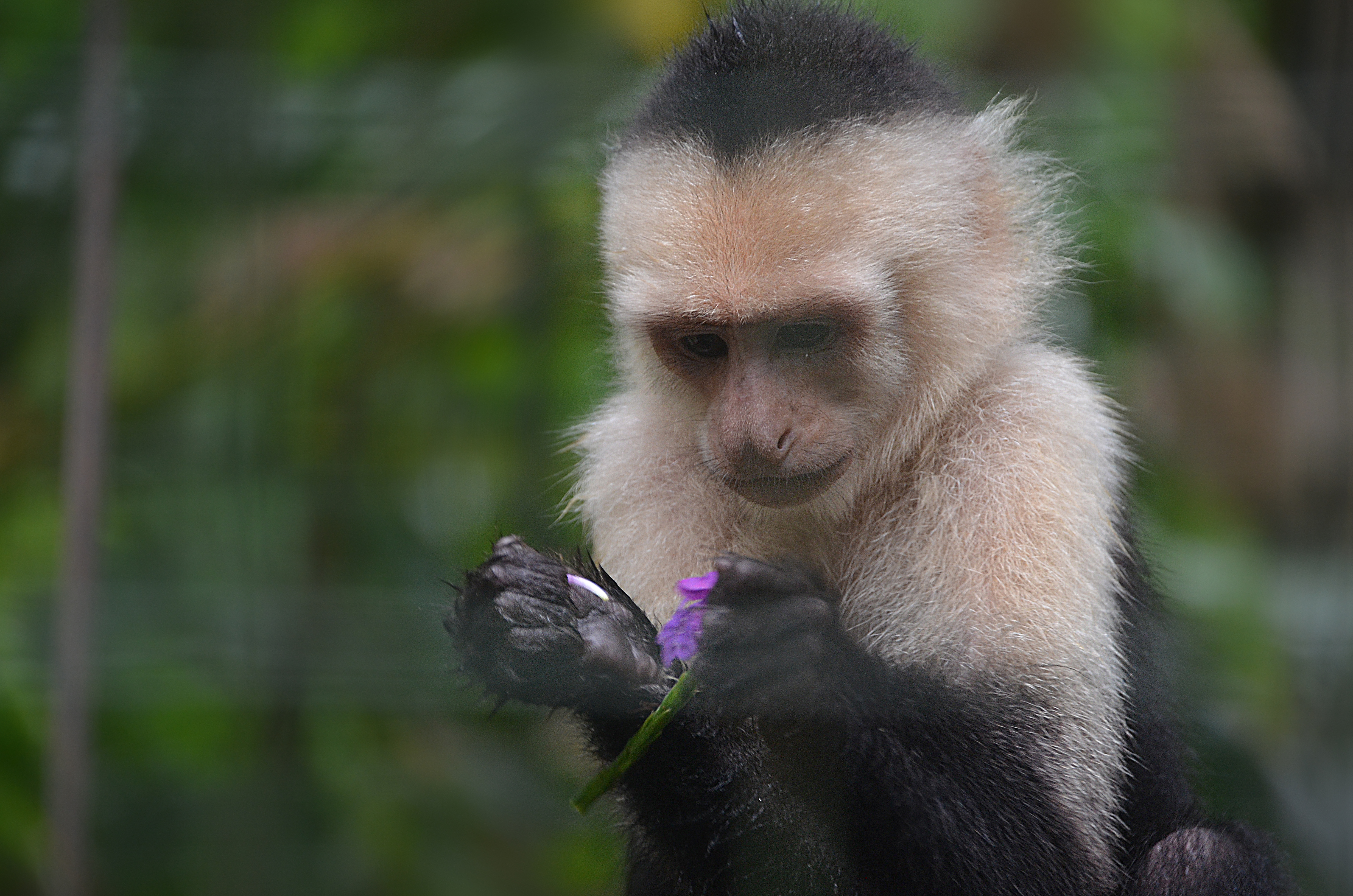 La Fortuna Waterfall Hike