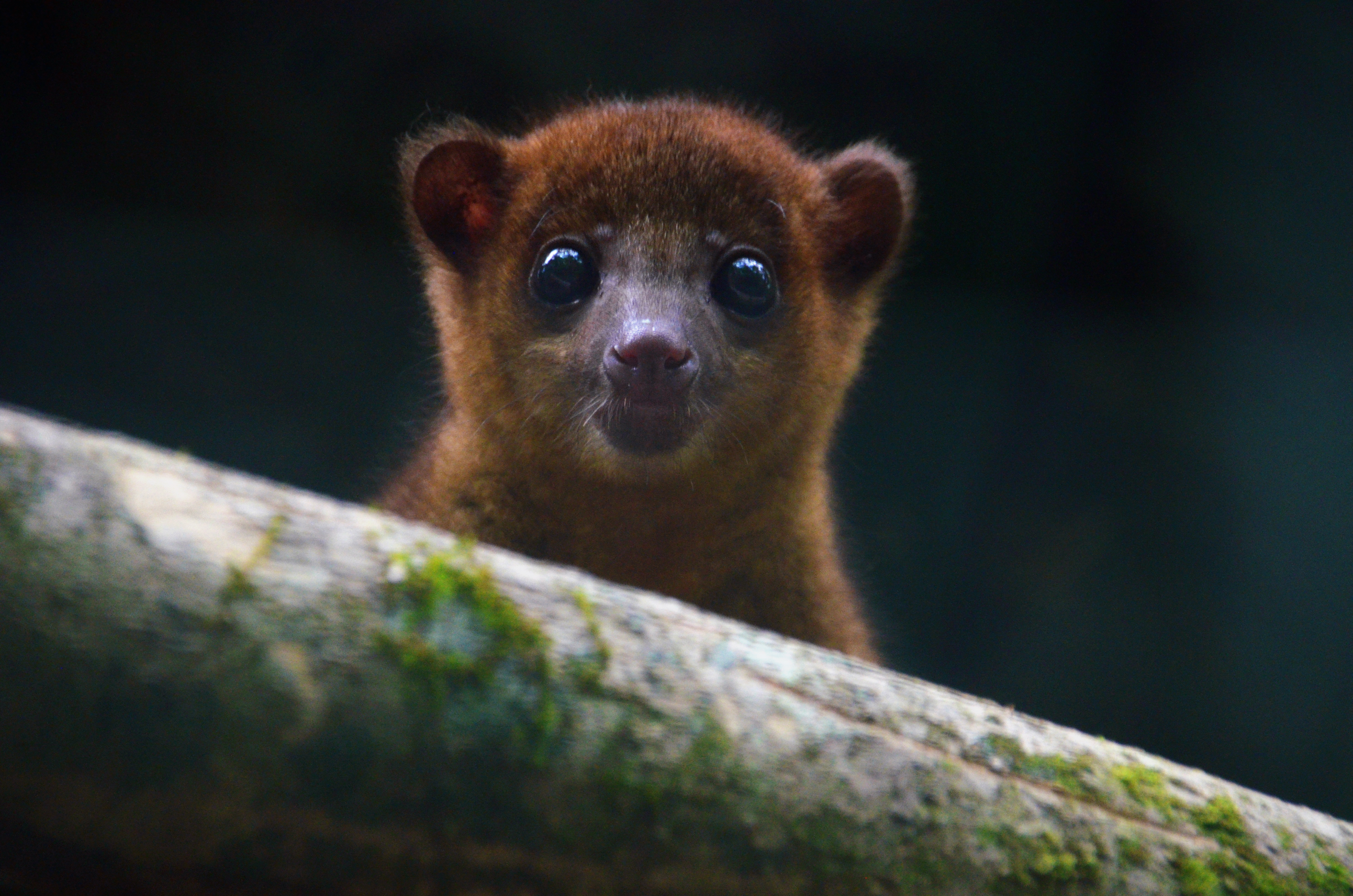 Caño Negro by boat (Río Frío)