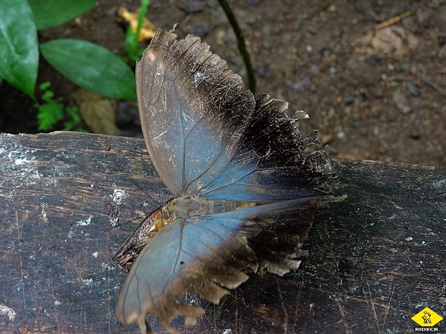Educational Tour at Eco Centro Danaus