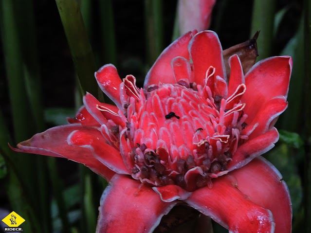 Educational Tour at Eco Centro Danaus