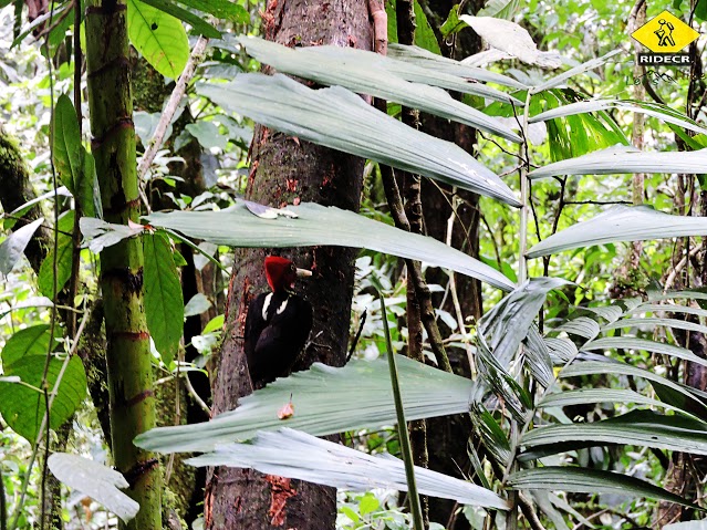 Hanging Bridges Natural History Walk