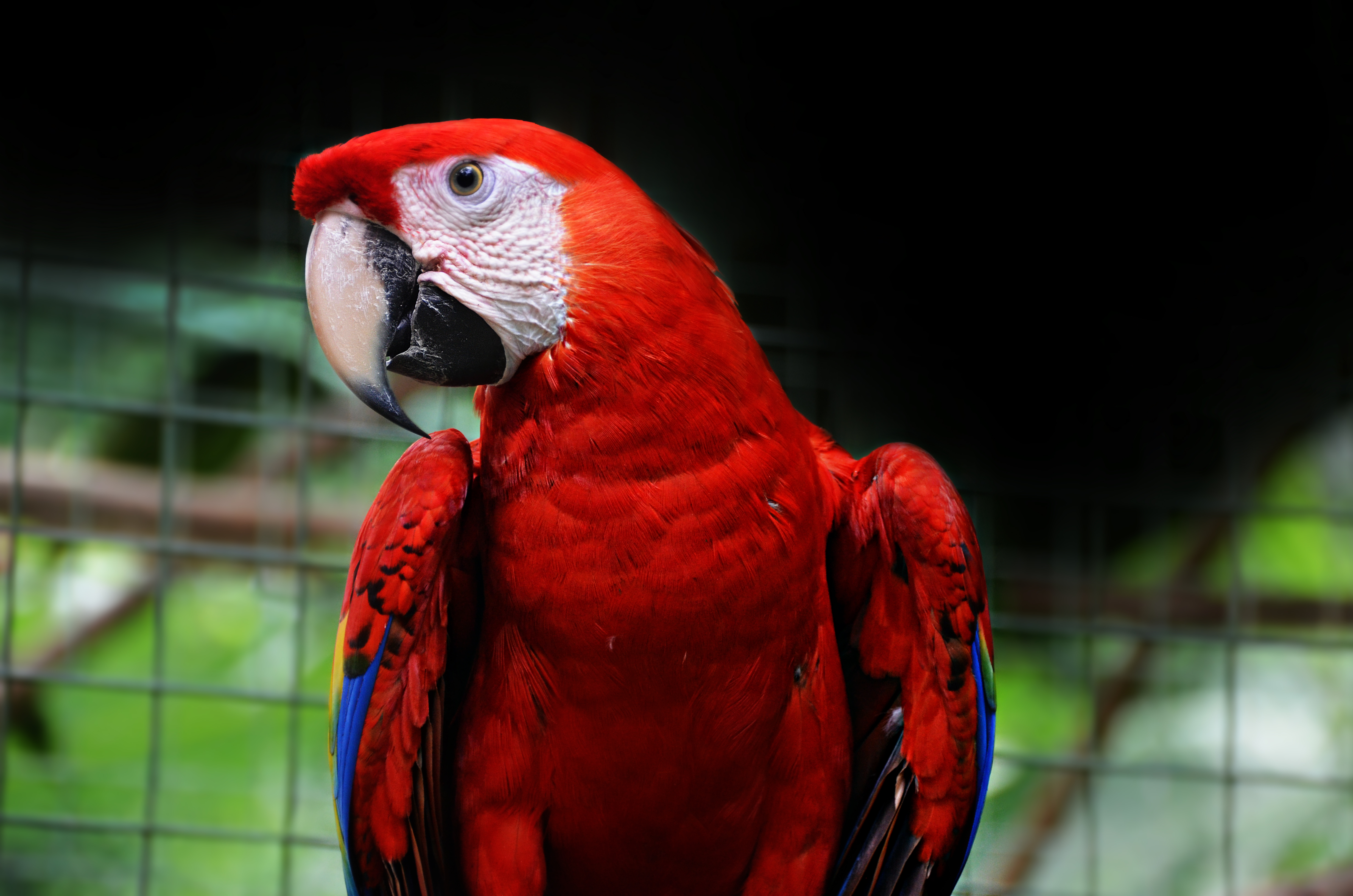 Proyecto Asis Wildlife Rescue Center