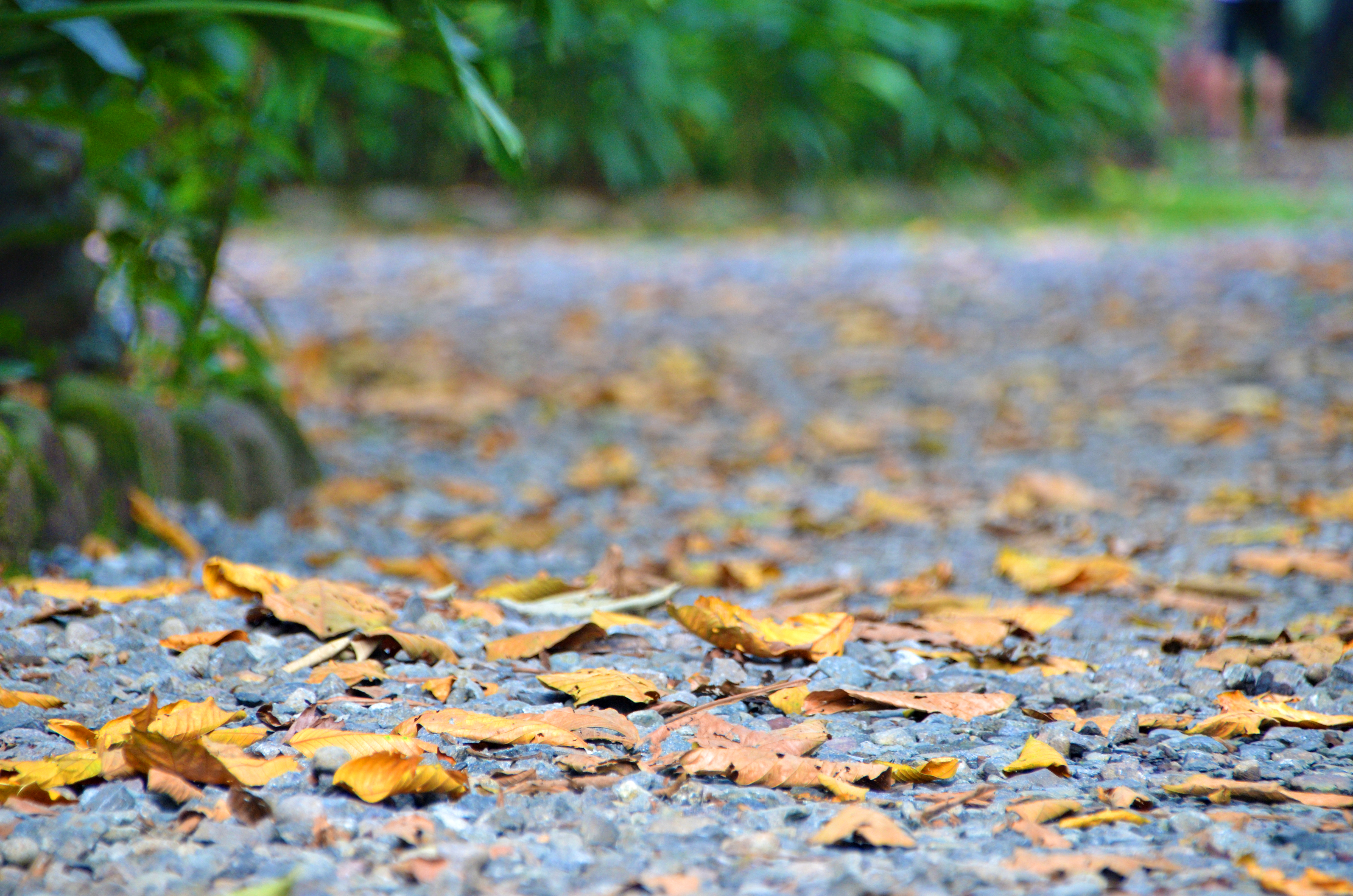 Proyecto Asis Wildlife Rescue Center