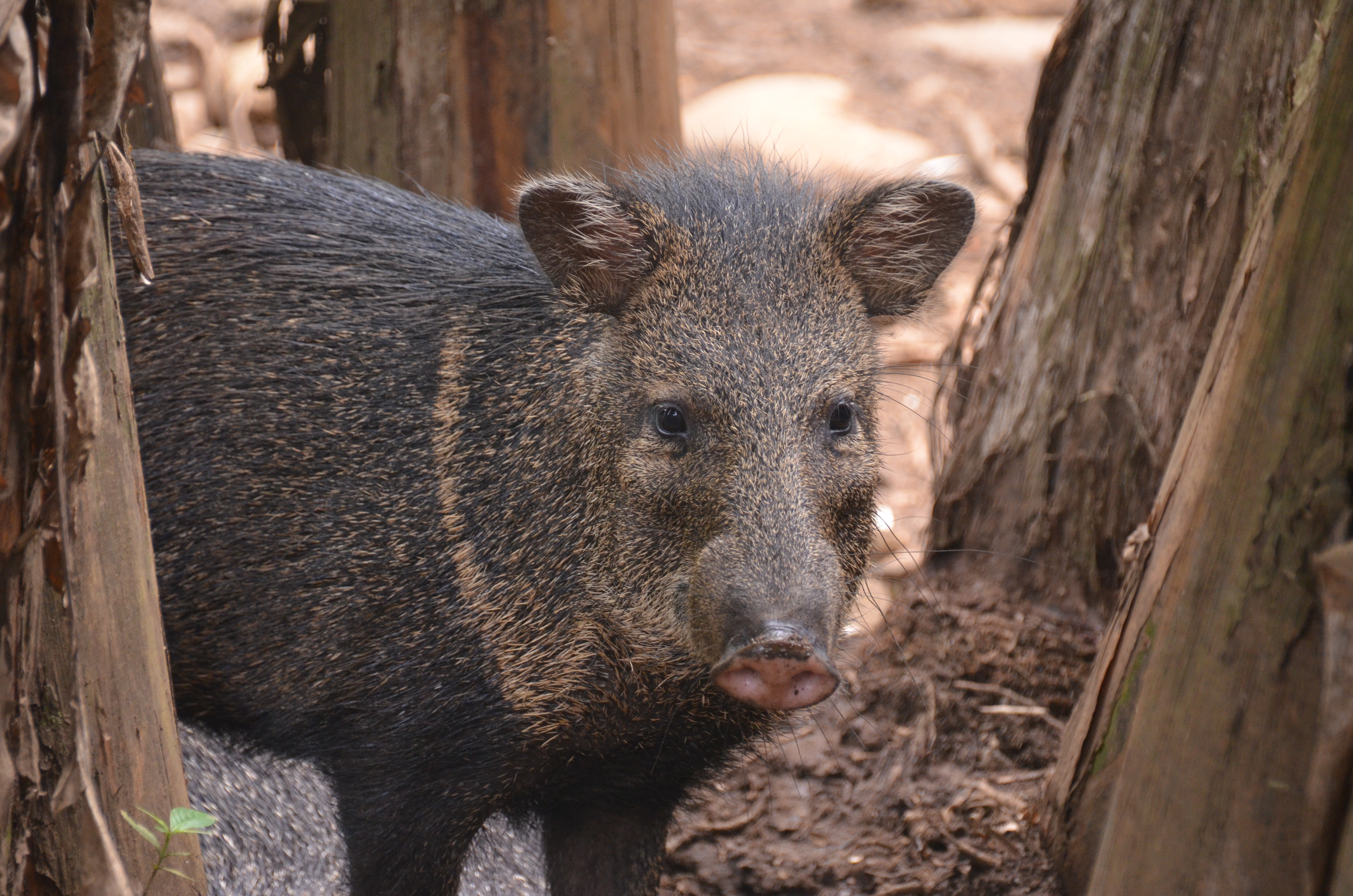 Proyecto Asis Wildlife Rescue Center