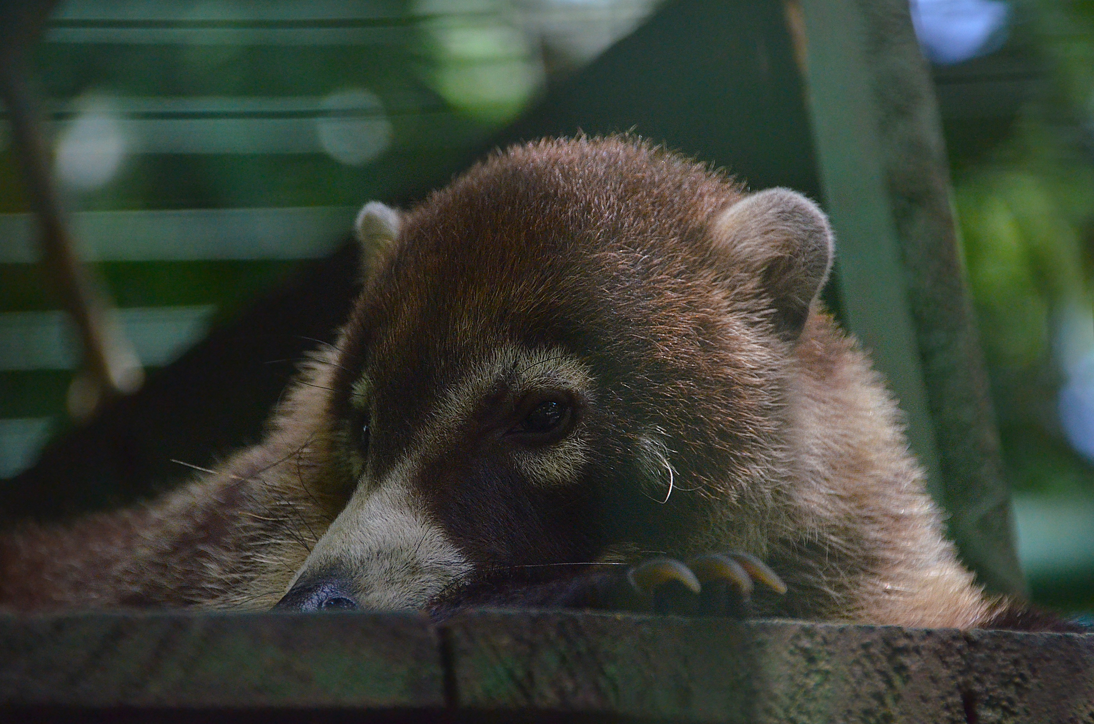 Proyecto Asis Wildlife Rescue Center