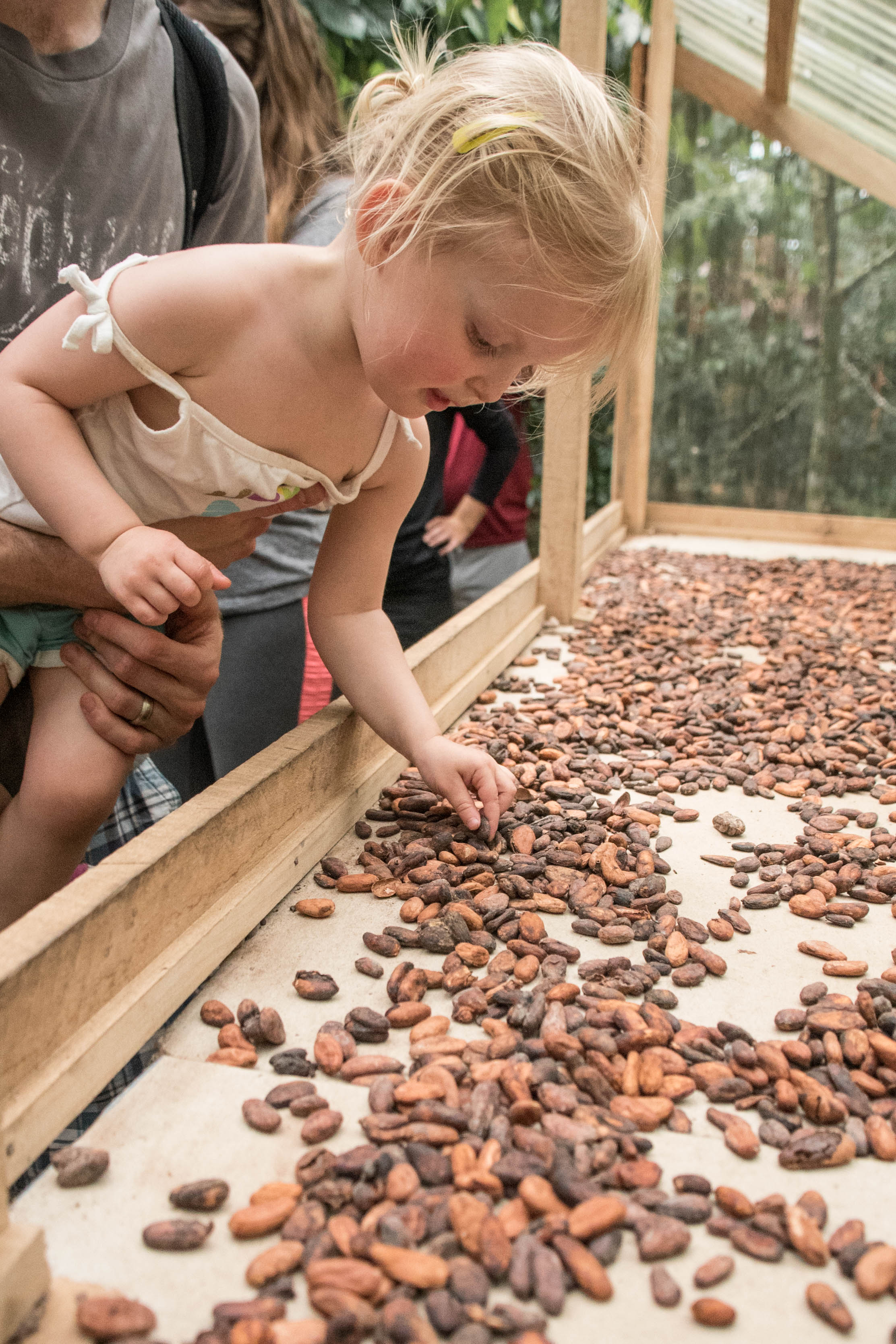 Rainforest Chocolate Tour