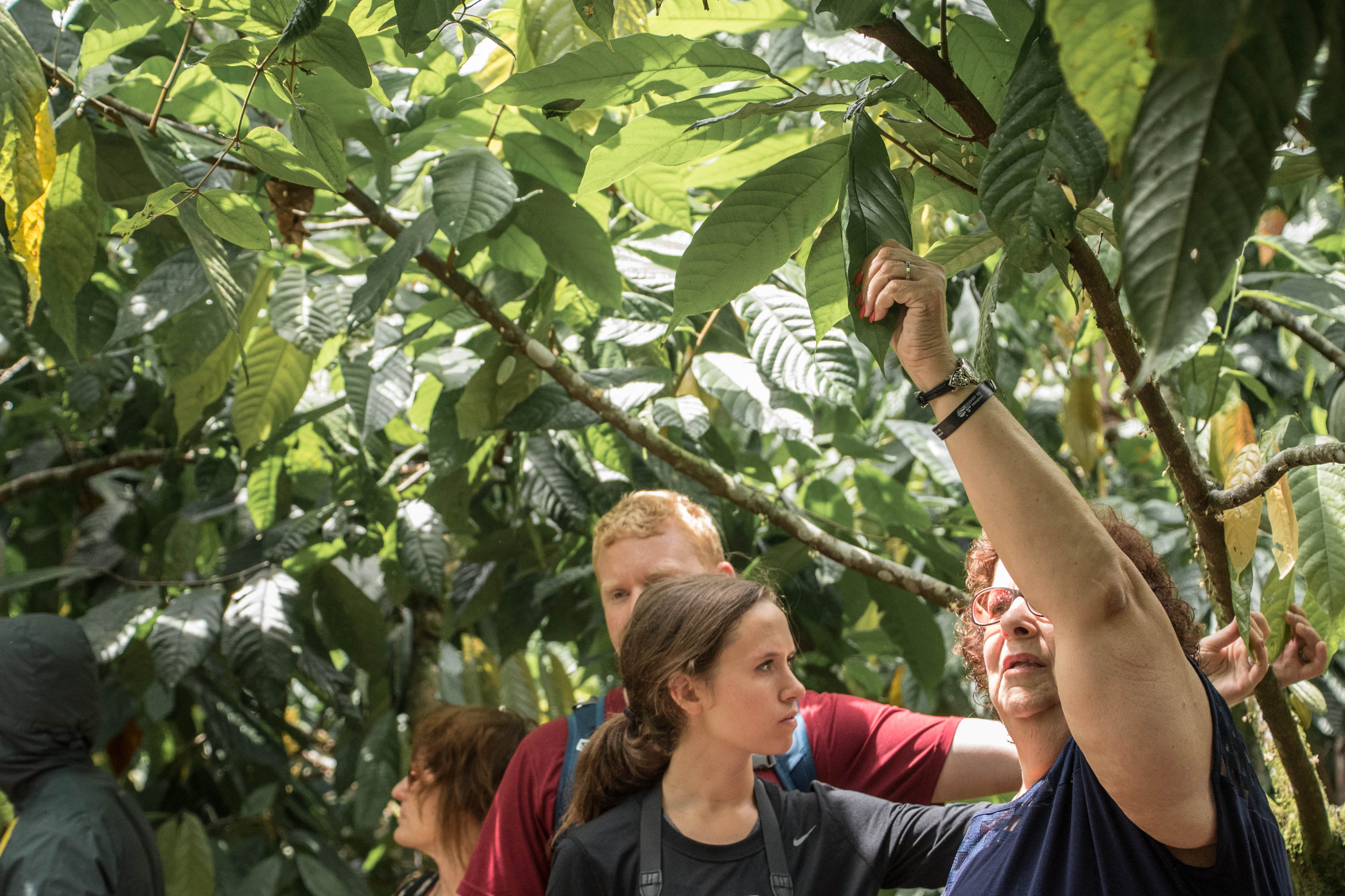 Rainforest Chocolate Tour