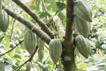 Tour del Chocolate en el Bosque LLuvioso