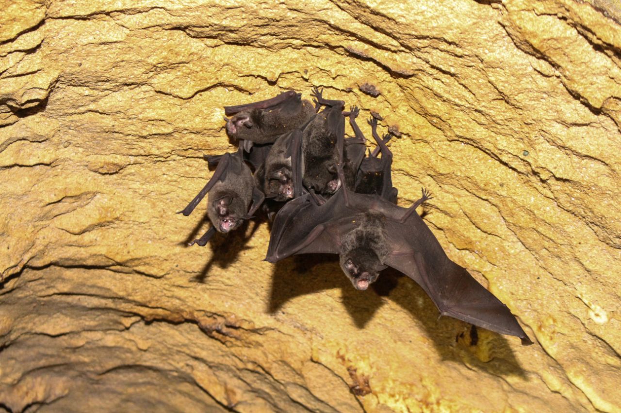 Exploration Tour at Venado Caves